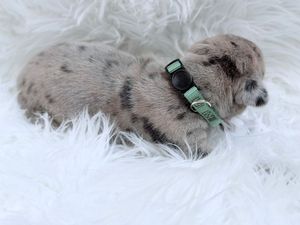 Tiny newborn puppy with black spots sleeping on white fluffy blanket wearing a green collar.