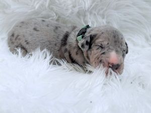 Newborn merle Great Dane puppy sleeping on white fluffy blanket wearing a tiny green collar.