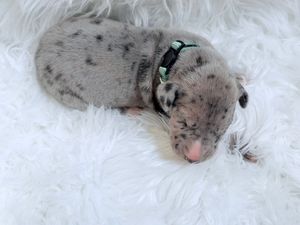 Newborn merle puppy with teal collar sleeping on white fluffy blanket.