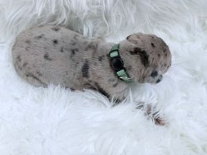 Tiny spotted puppy with green collar resting on white fluffy blanket.