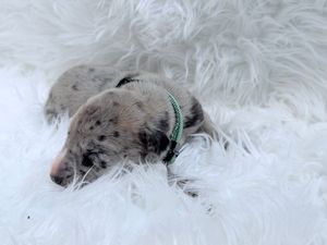 Tiny sleeping puppy with green collar resting on fluffy white fur blanket.