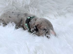 Newborn puppy wearing mint green harness sleeping peacefully on white fluffy blanket.