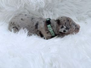 Tiny newborn merle puppy with green collar sleeping on white fluffy blanket.