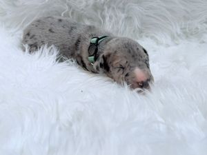 Newborn spotted puppy sleeping on white fluffy blanket wearing a mint green collar.