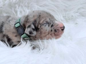 Newborn merle puppy with green collar sleeping on white fluffy blanket, eyes closed, pink nose visible.