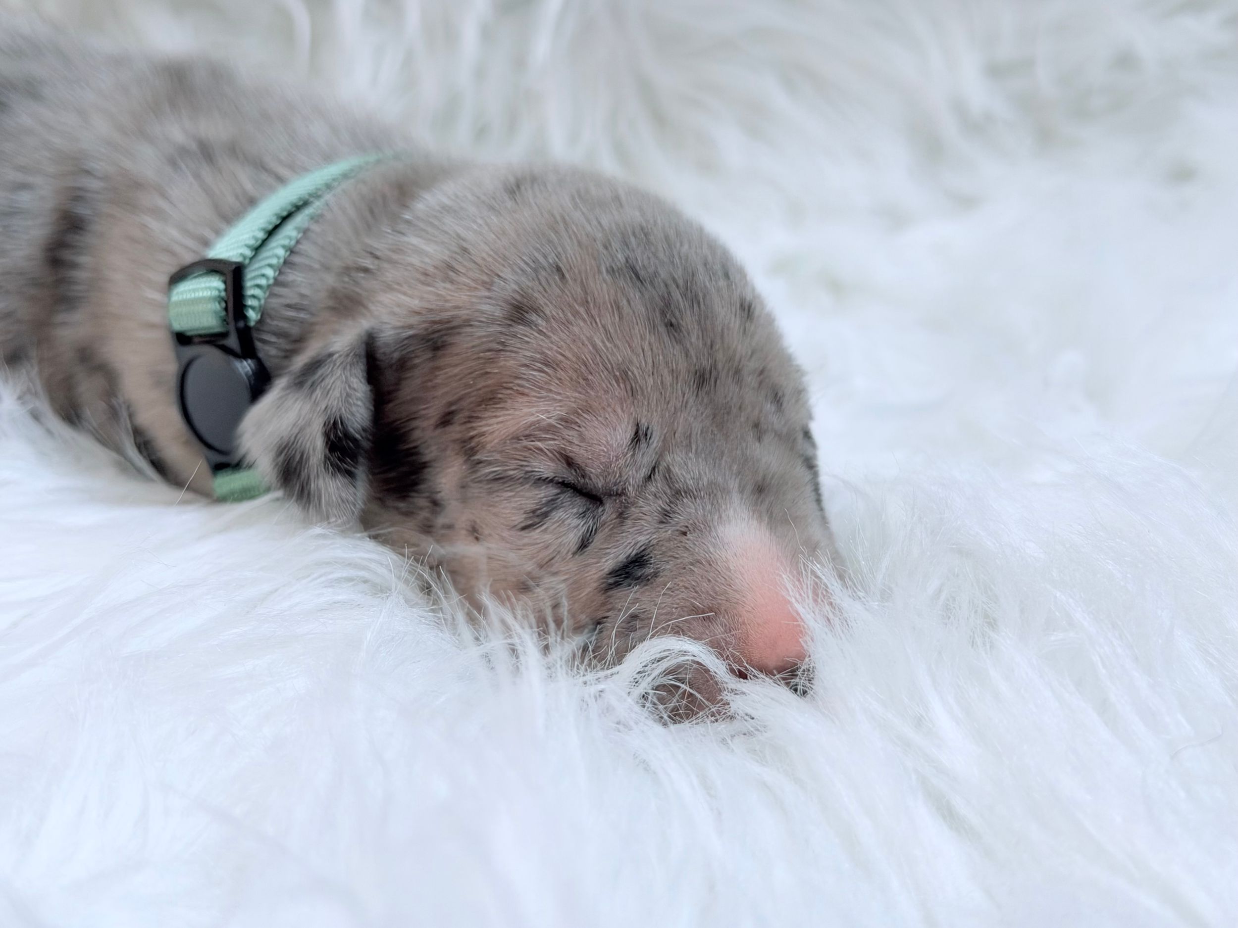 Newborn puppy with merle coat sleeping on white fluffy blanket wearing a mint green collar.