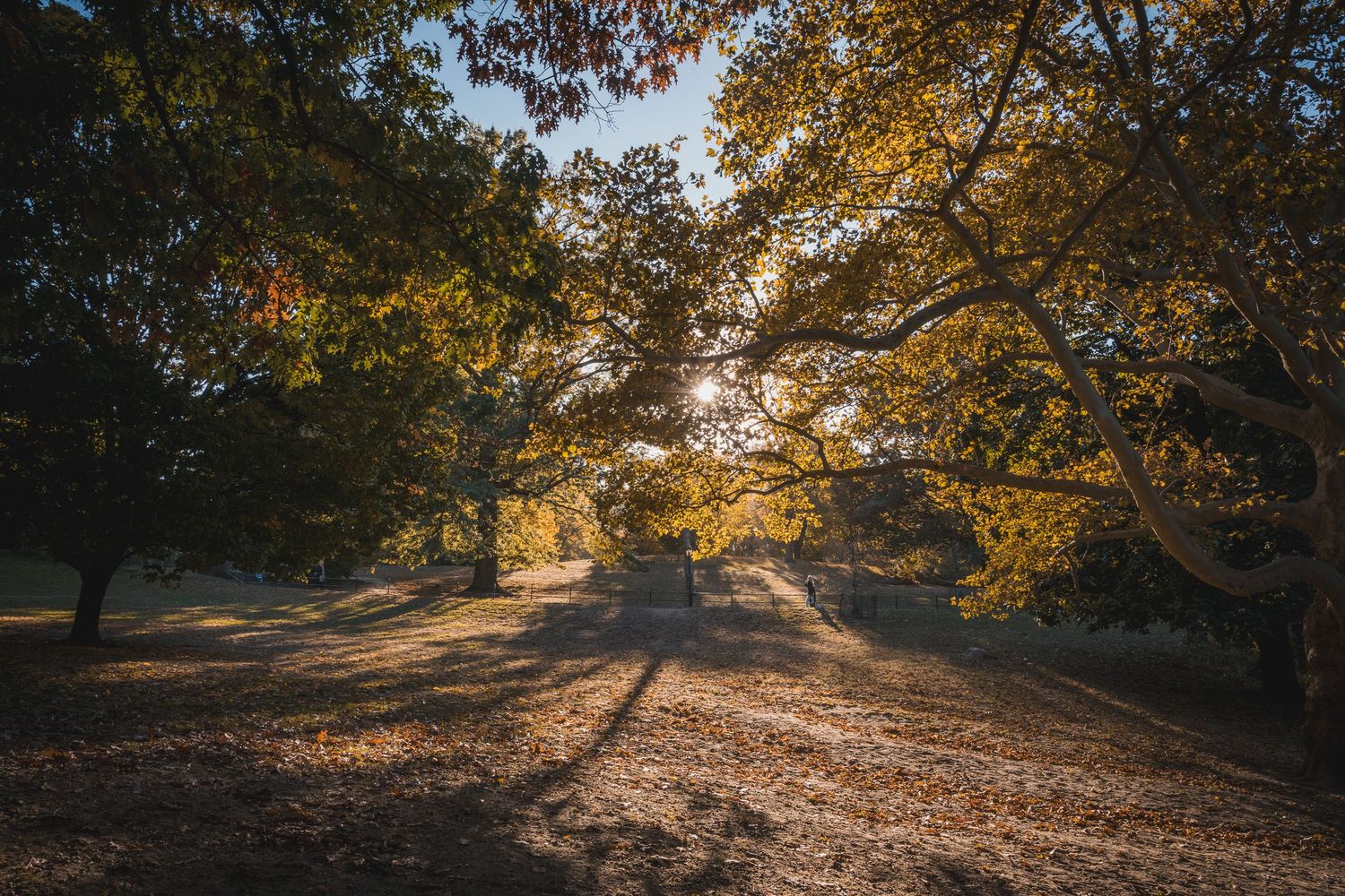 Vista autunnale di Central Park con luce dorata
