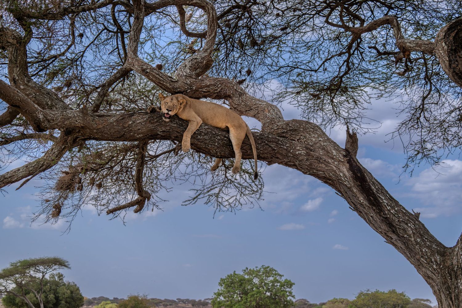 A lioness resting lazily on a tree branch in the African savanna under a blue sky.
