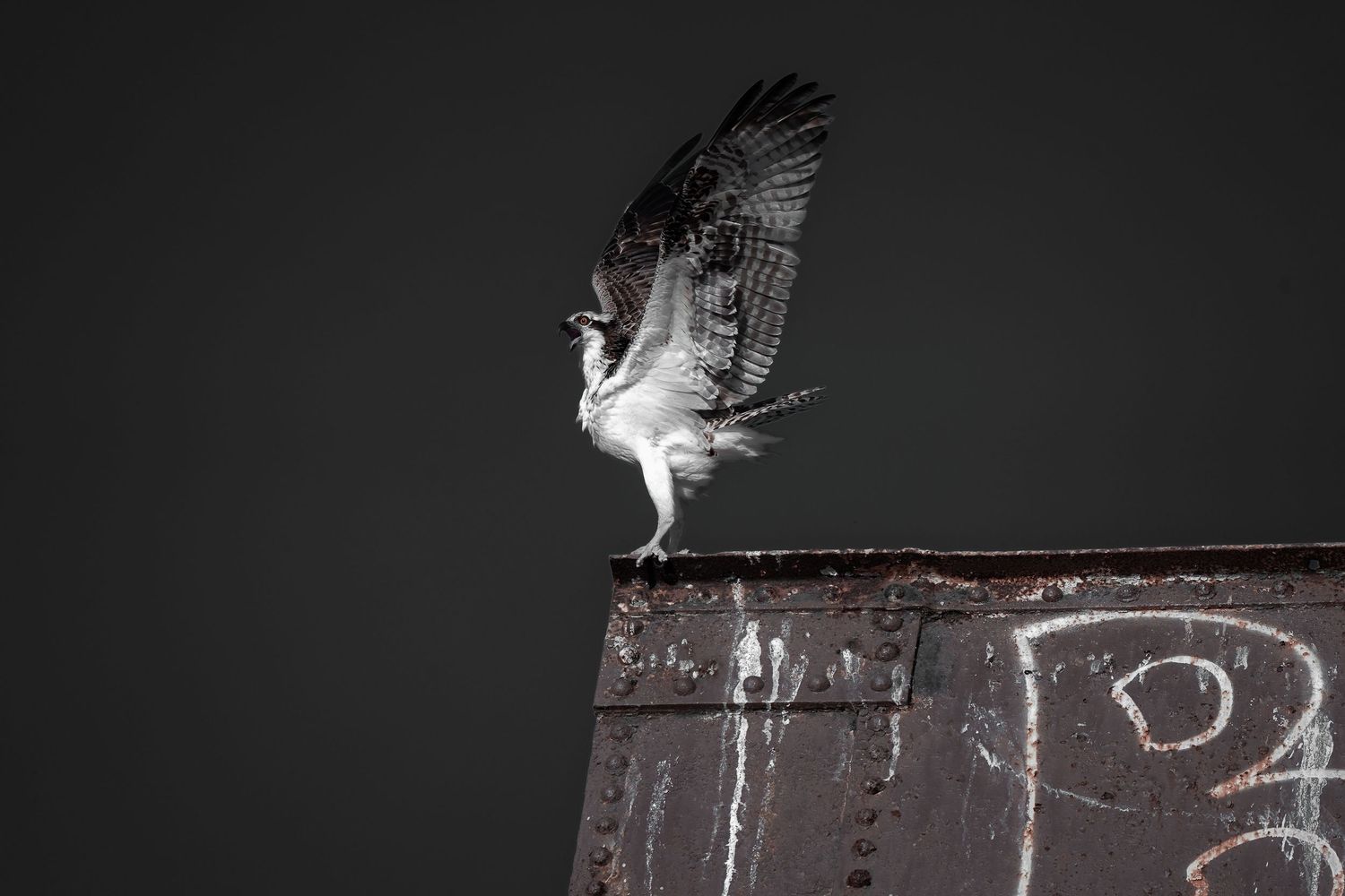 Black and white Osprey from the image plug ventura