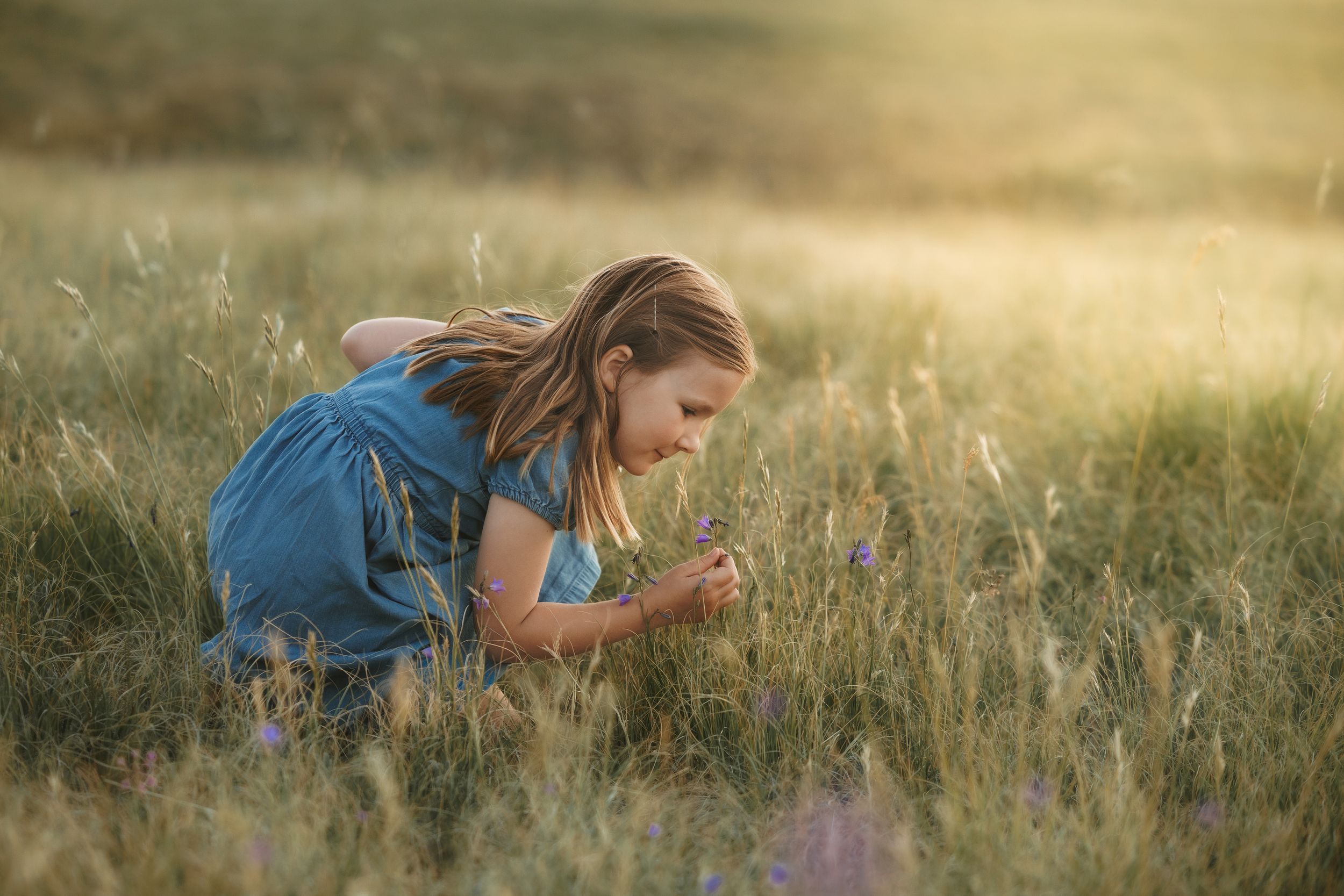 A young girl in a blue dress kneels in a sunlit meadow, closely examining wildflowers among tall golden grass.