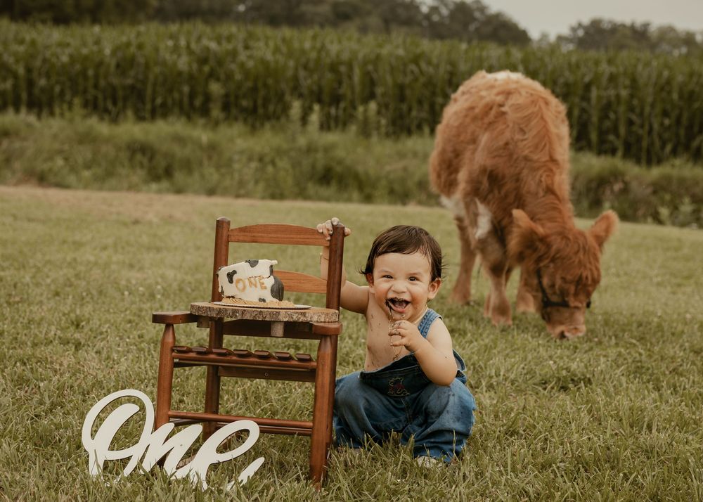 Laughing one year old boy in overalls sitting by smash cake with a fluffy calf grazing behind.