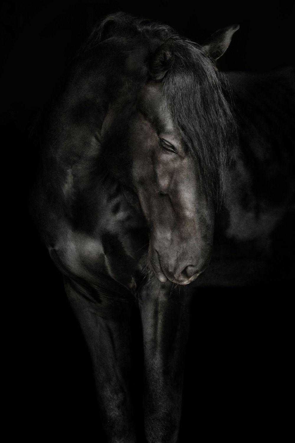 A dramatic black horse portrait emerges from dark shadows, its elegant head bowed in a striking low-key fine art photograph.