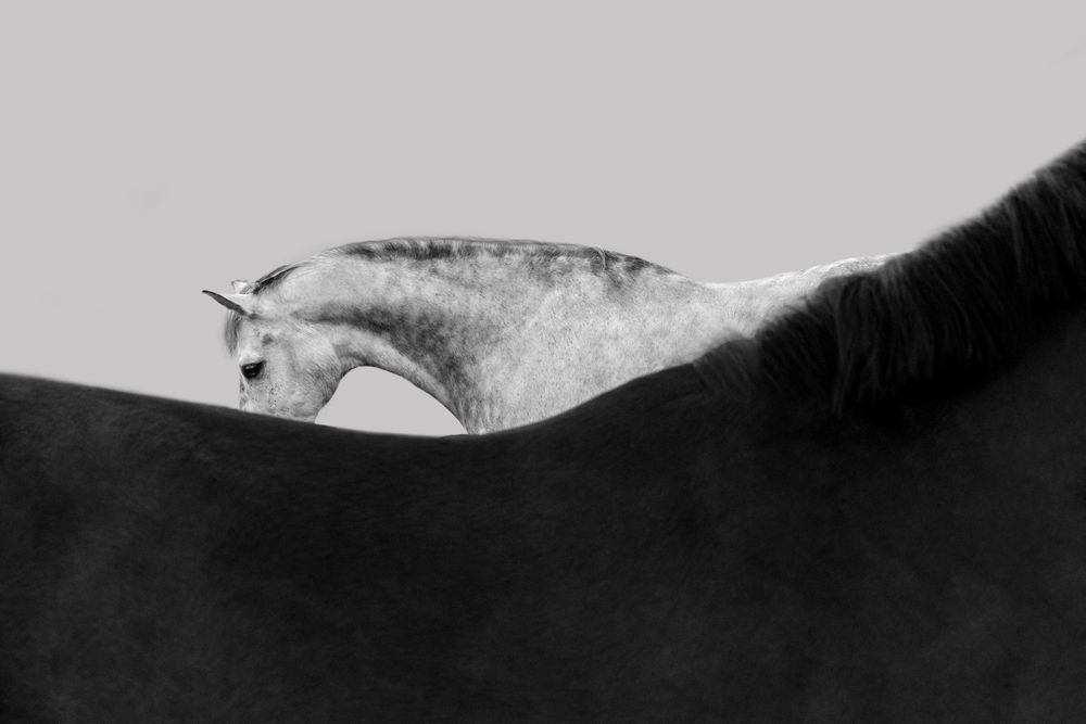 Black and white photo of a dapple grey horse peering over the back of a dark horse against a grey sky.