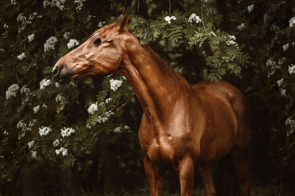 A glossy chestnut horse stands majestically among lush green foliage and white blooming flowers.