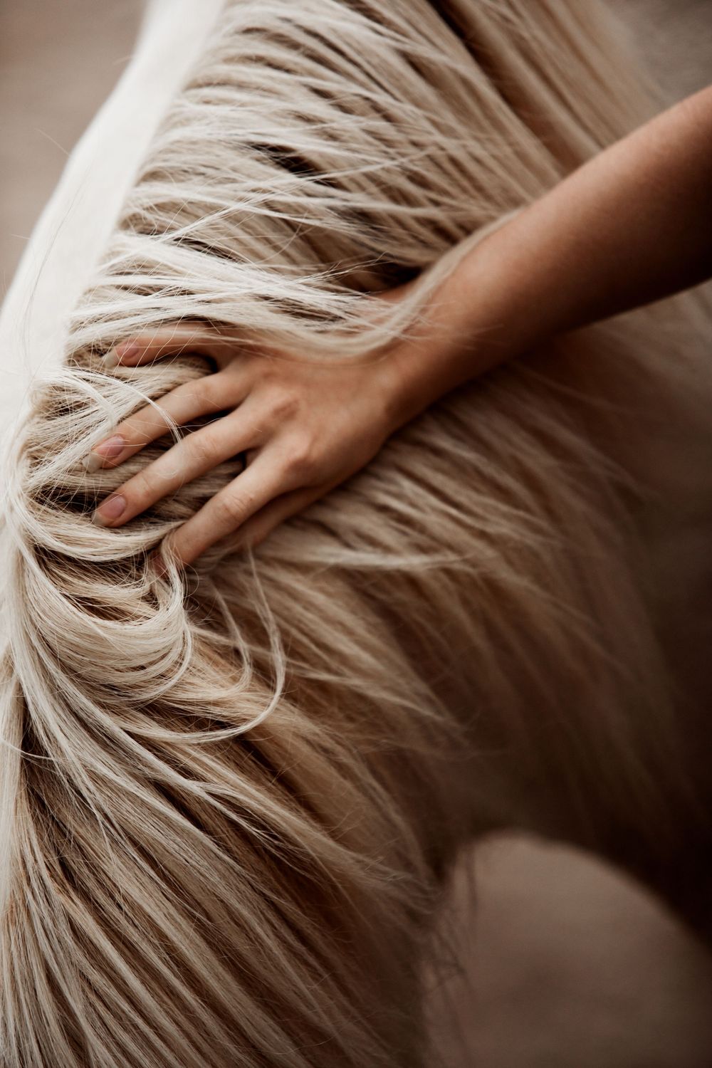 A hand with a silver ring gently strokes the flowing blonde mane of a white horse.