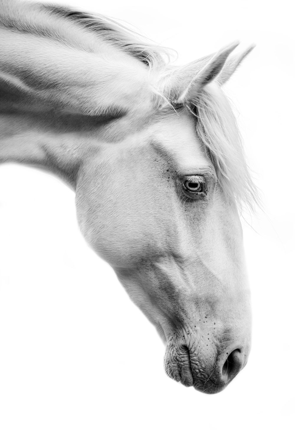 Black and white close-up portrait of a white horse with flowing mane against white background.