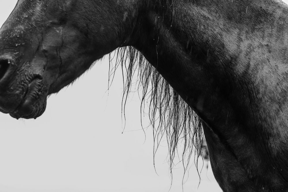 Black and white close-up of a dark horse with flowing mane, showcasing elegant equine beauty.
