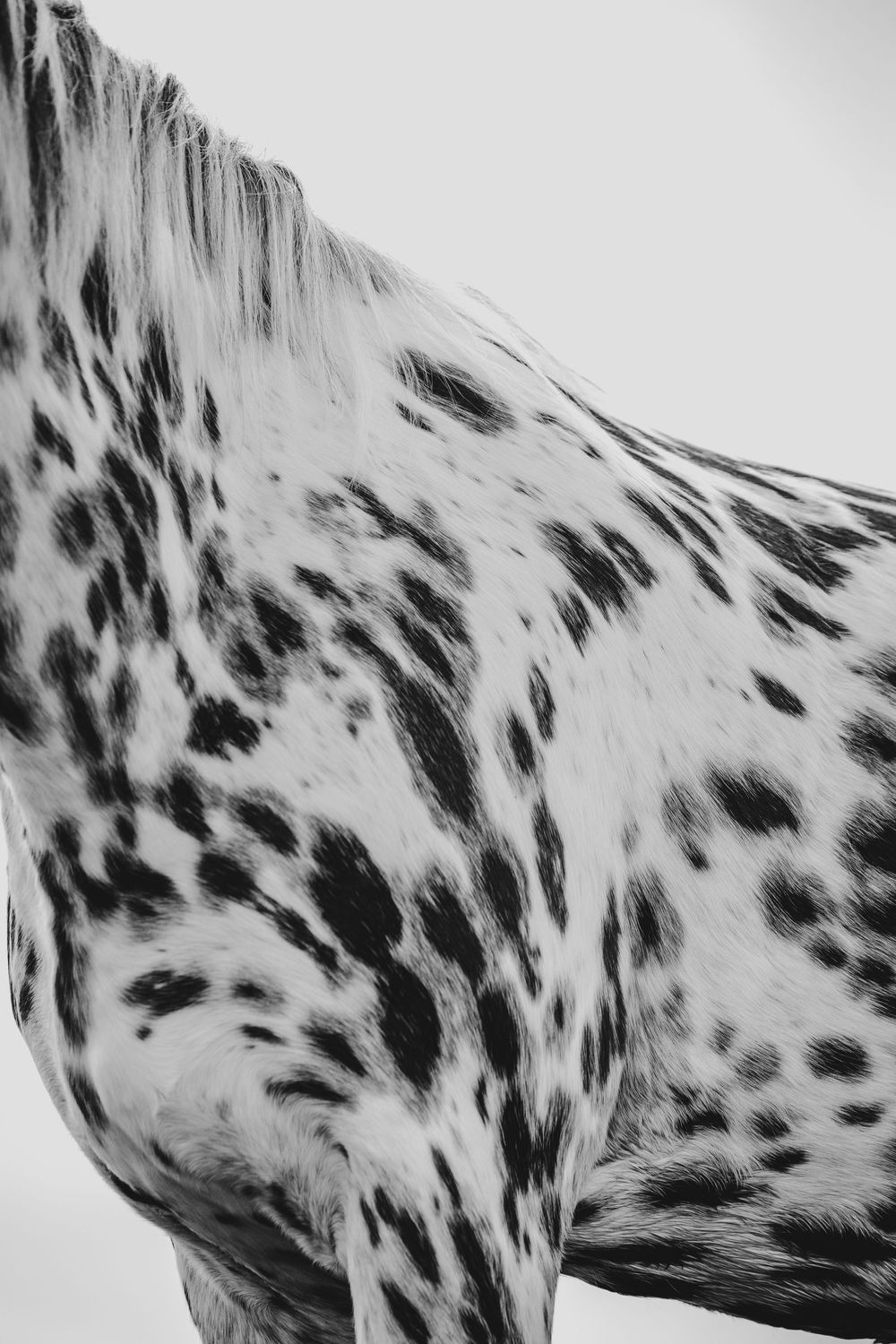 Black and white photo of an Appaloosa horse showing distinctive dark spotted coat pattern.