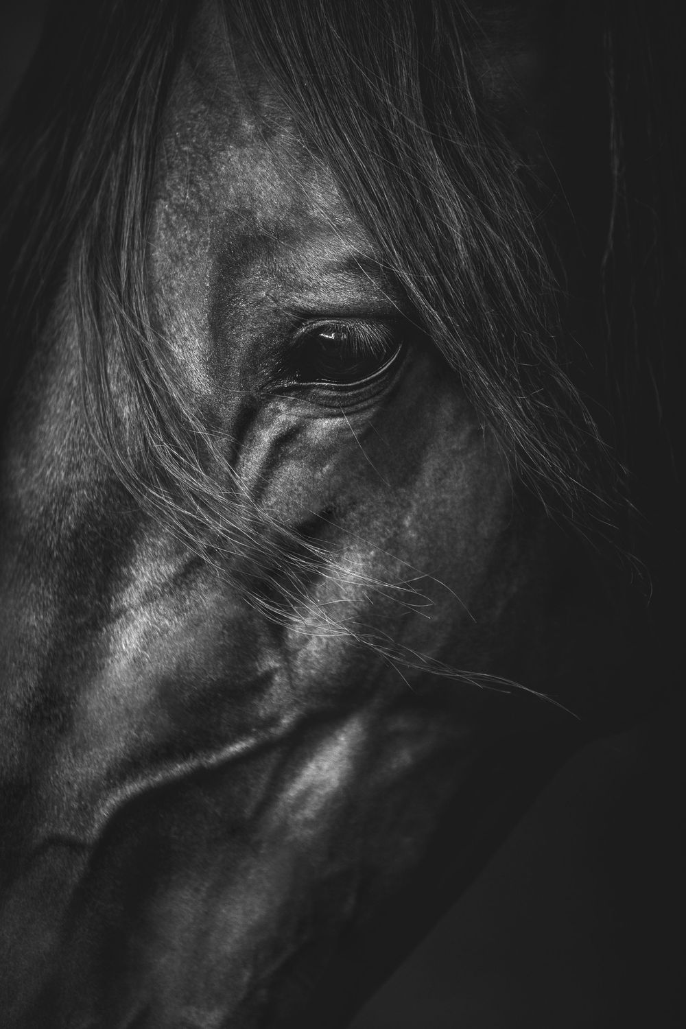 Close-up black and white portrait of a horse's eye and face, highlighting its beauty and soulful expression.