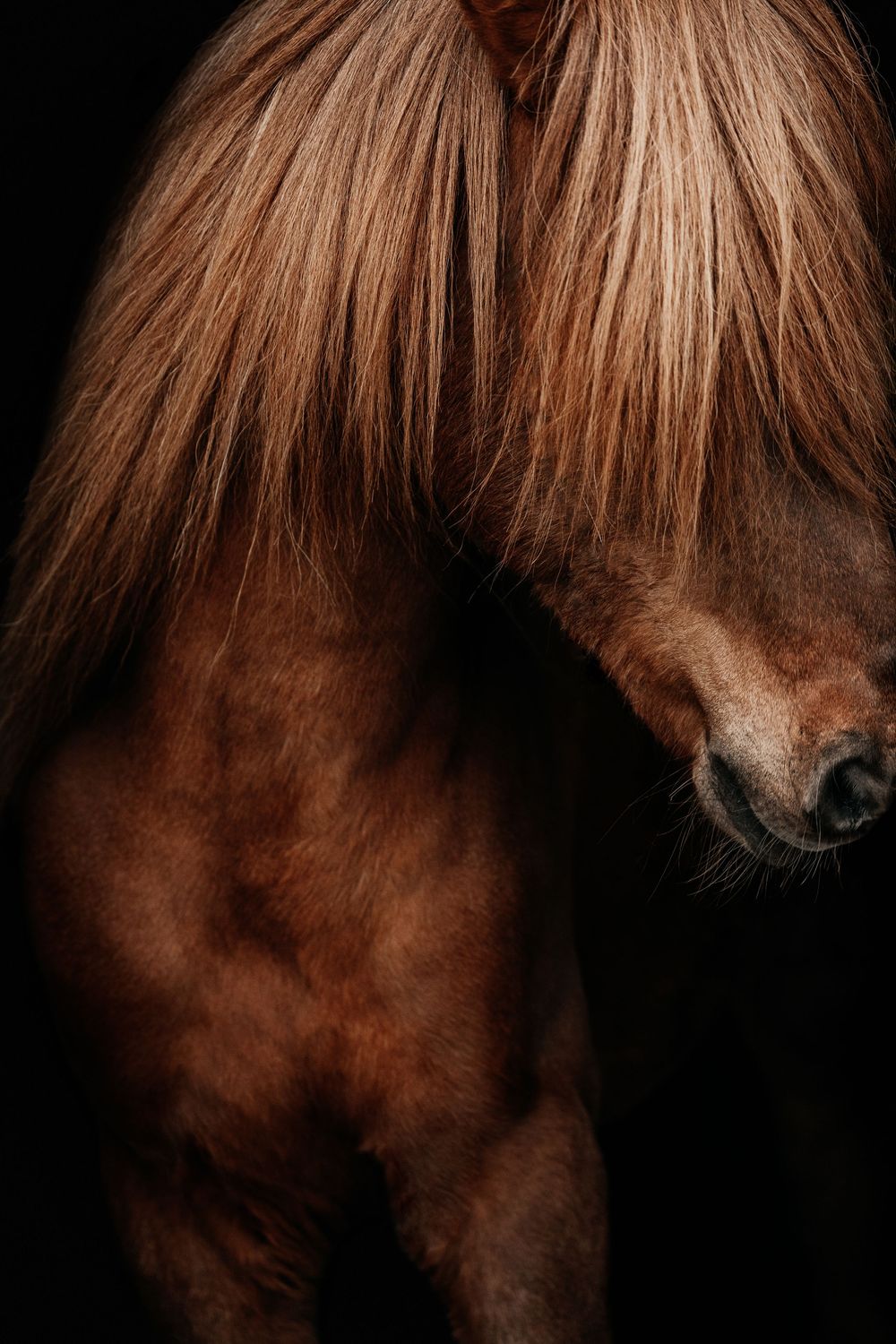 A chestnut horse with a flowing golden mane posed against a dark black background in a dramatic studio portrait.