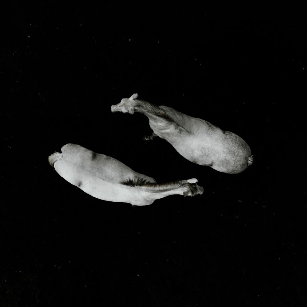 Two white rabbit specimens photographed from above against a black background in a scientific study.