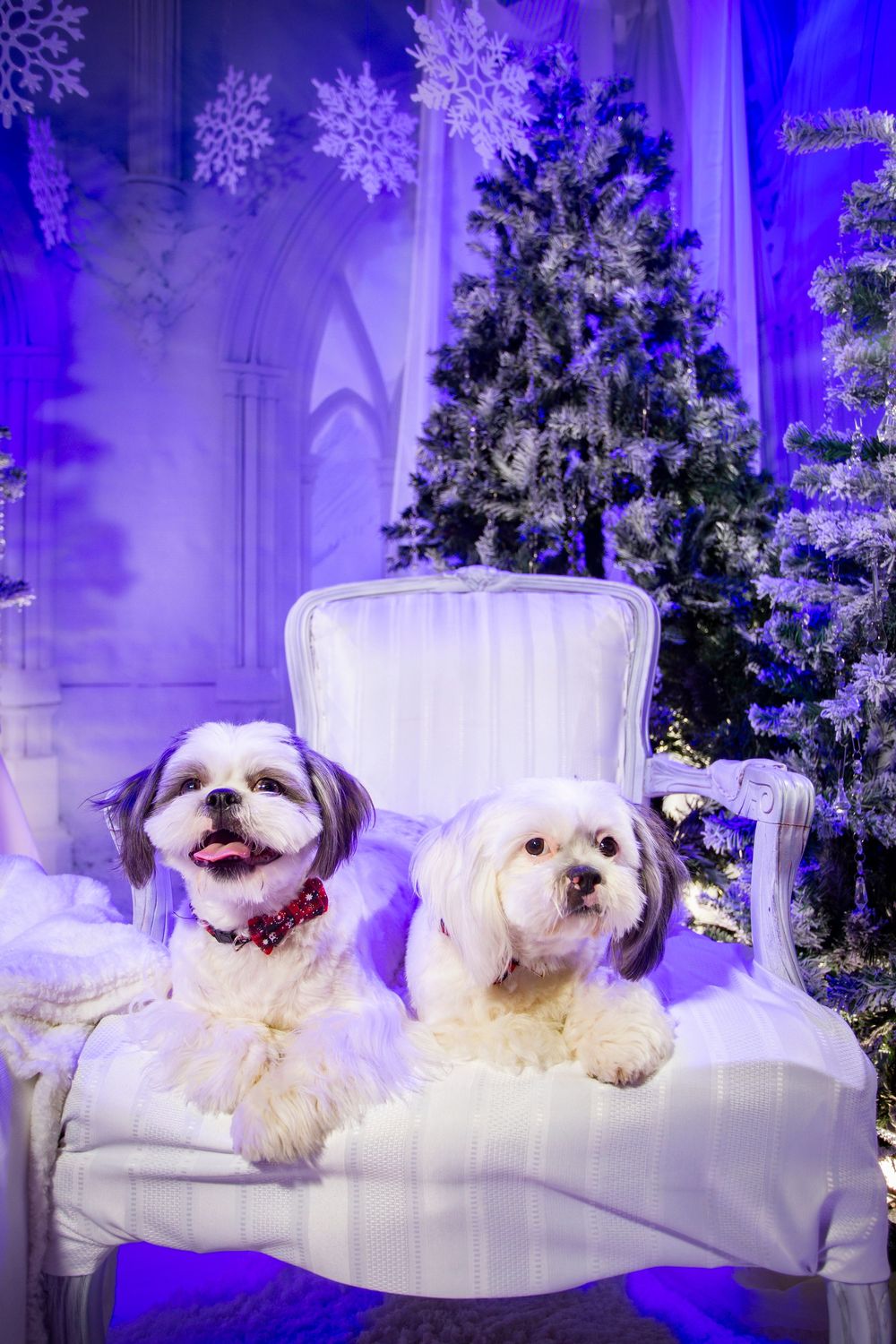 Two white fluffy dogs relaxing on an elegant sofa in a winter wonderland setting with purple lighting and snowflake decor.