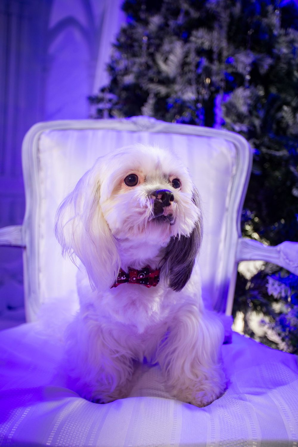 A small white Maltese dog sits on a white chair illuminated by purple ambient lighting in a series of playful poses.