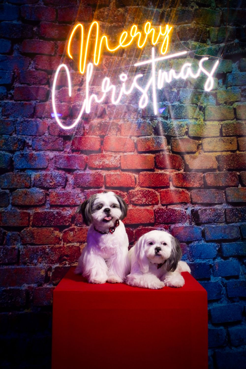 Two small white dogs sit together on a red velvet chair against a brick wall with glowing neon signs.