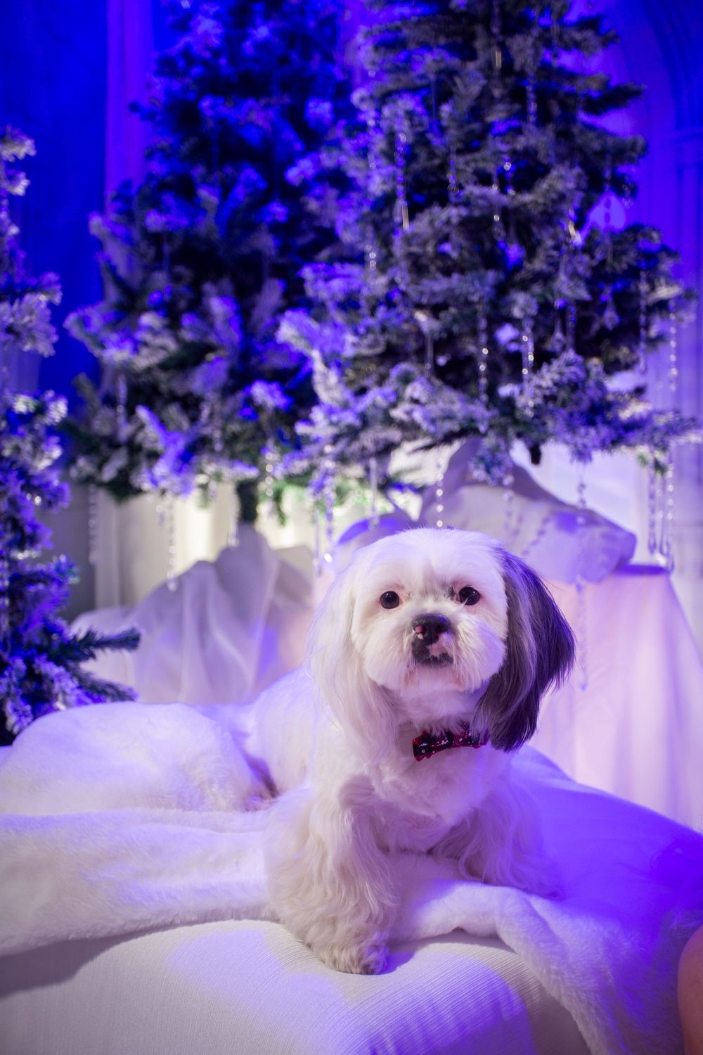 Small white dog with fluffy fur sits on purple illuminated couch with winter decorations in the background.