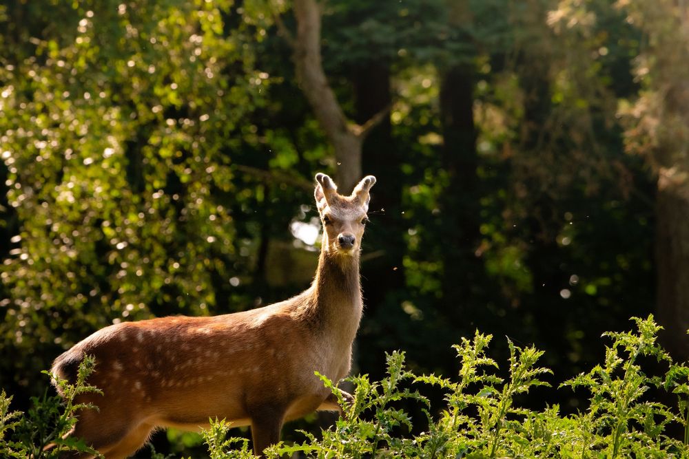 A young spotted deer stands alert among lush green bushes in a sunlit forest.
