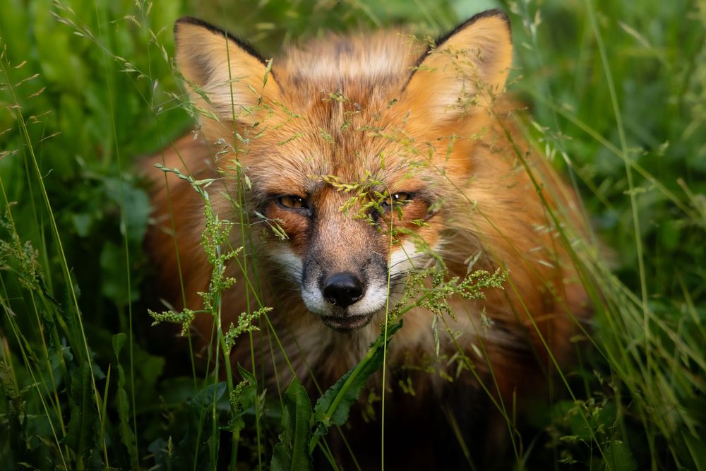A red fox peers through tall green grass in a natural wildlife habitat.