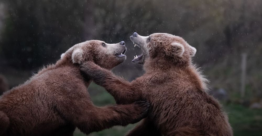 Two brown bears sparring and playing in the rain in a wildlife park.