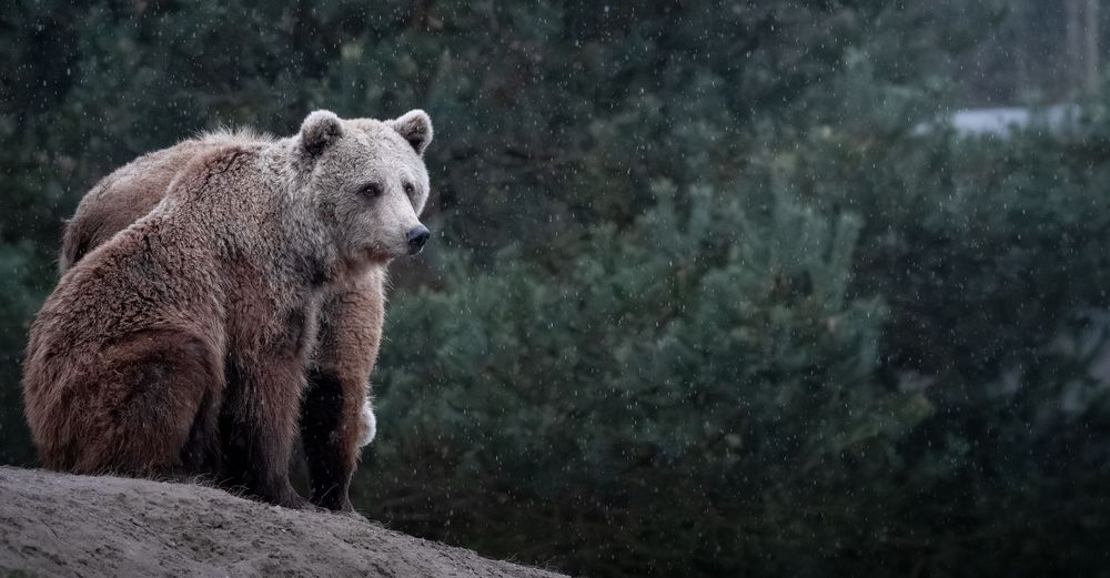 A large brown bear sits on a rocky ledge in front of snow-dusted pine trees.