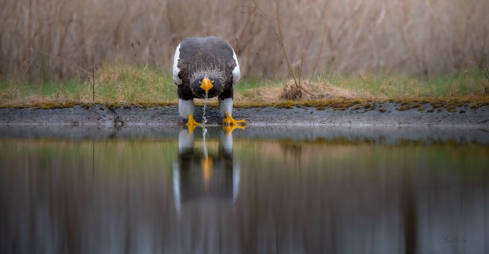 A Canada goose drinks water with its reflection mirrored on a calm lake surface.