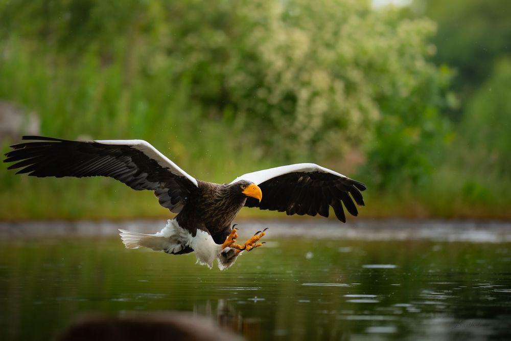A Stellers sea eagle swoops low over water with wings spread catching prey.