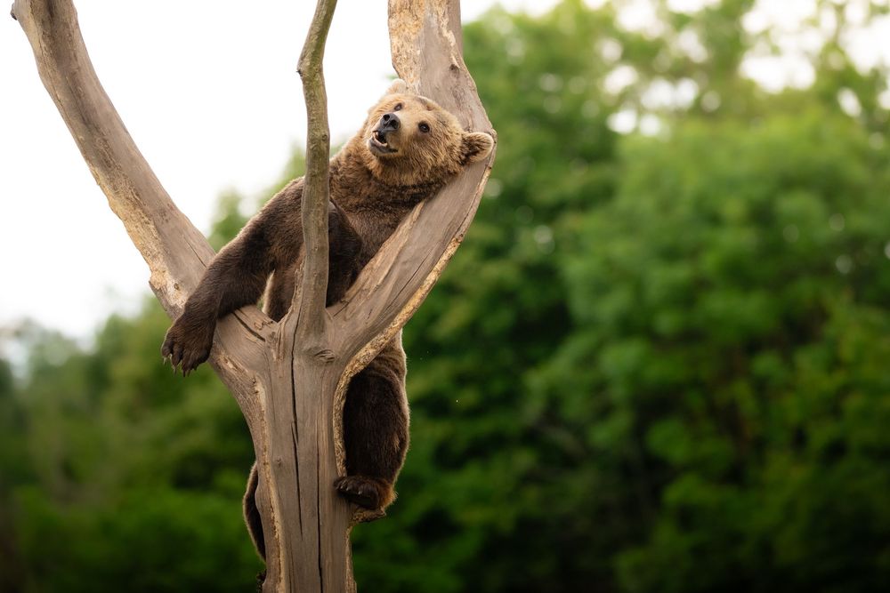 A brown bear clings to the branches of a bare tree in a green forest.