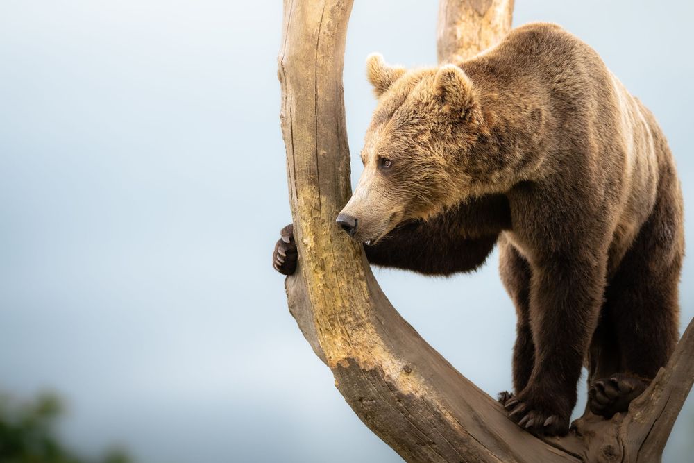 A grizzly bear stands on curved driftwood against a pale blue sky backdrop.