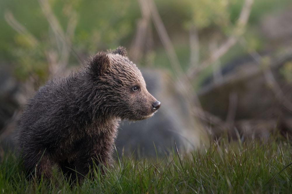A young brown bear cub sitting alert in green grass with soft bokeh background in the wild.