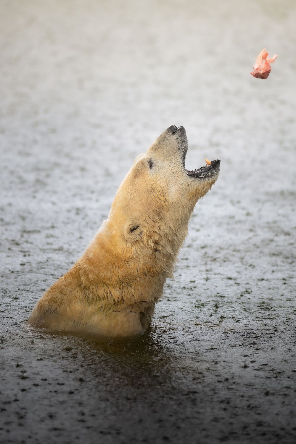 A polar bear rises from icy water with mouth open catching a piece of food.