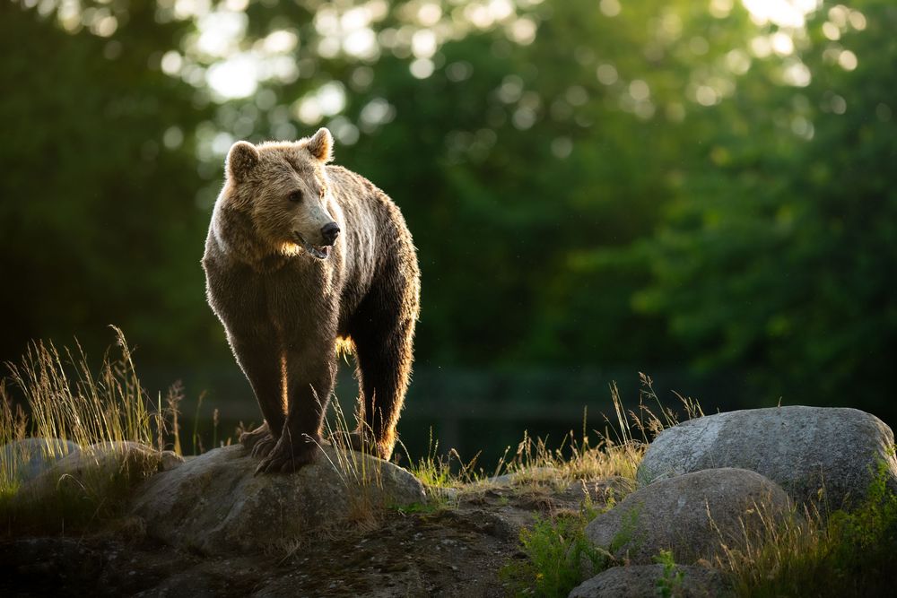 A brown bear stands on a rocky outcrop surrounded by lush green forest in golden sunlight.