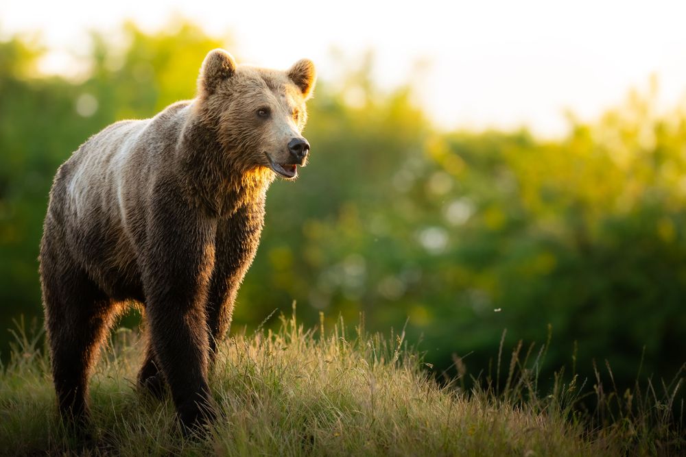 A large brown bear walks through tall golden grass with a green forest backdrop in warm sunlight.