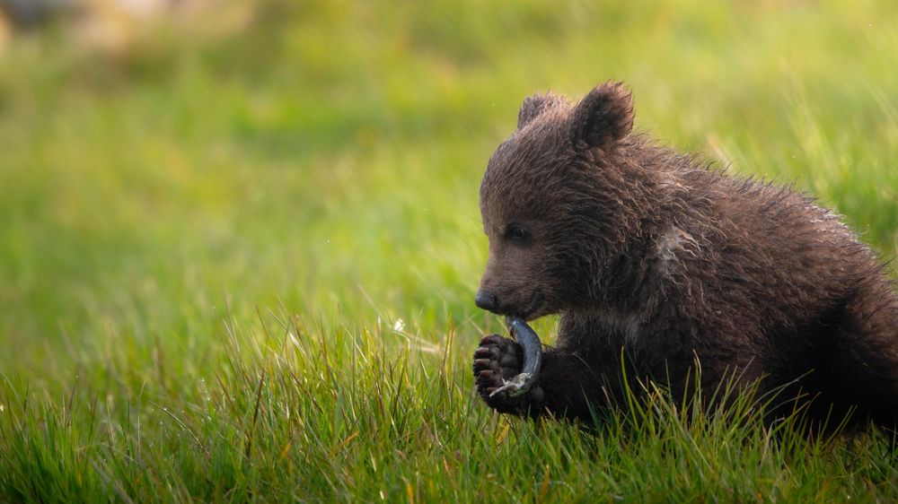 A fluffy brown bear cub sitting in bright green grass, playfully holding something in its paws.