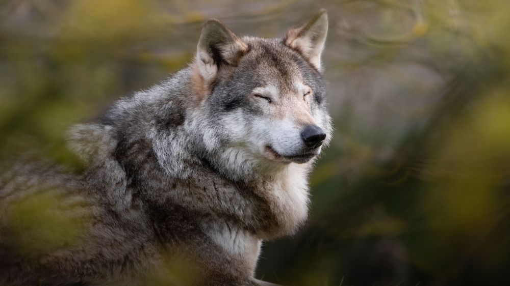 A majestic gray wolf resting peacefully among blurred autumn foliage in its natural habitat.