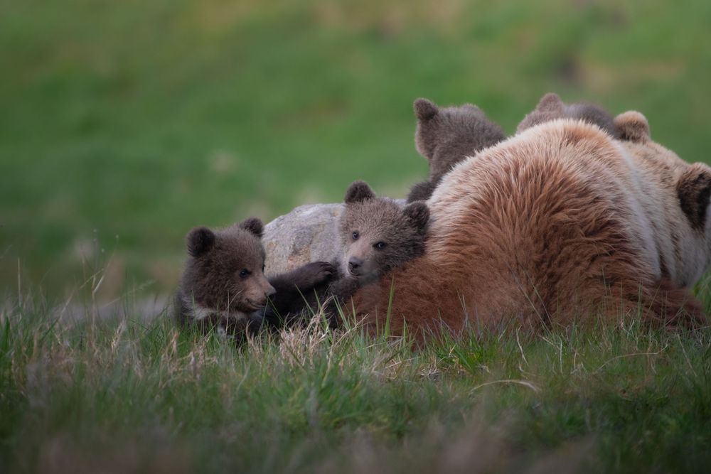 Two grizzly bear cubs nursing and snuggling close to their mother on a lush green meadow.