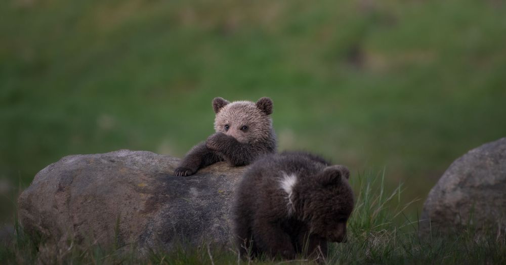 A cute grizzly bear cub draped over a mossy boulder with another cub resting on green grass.