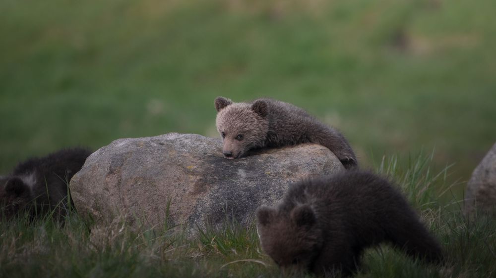 A small brown bear cub resting lazily on a large rock while another cub sits nearby in grass.