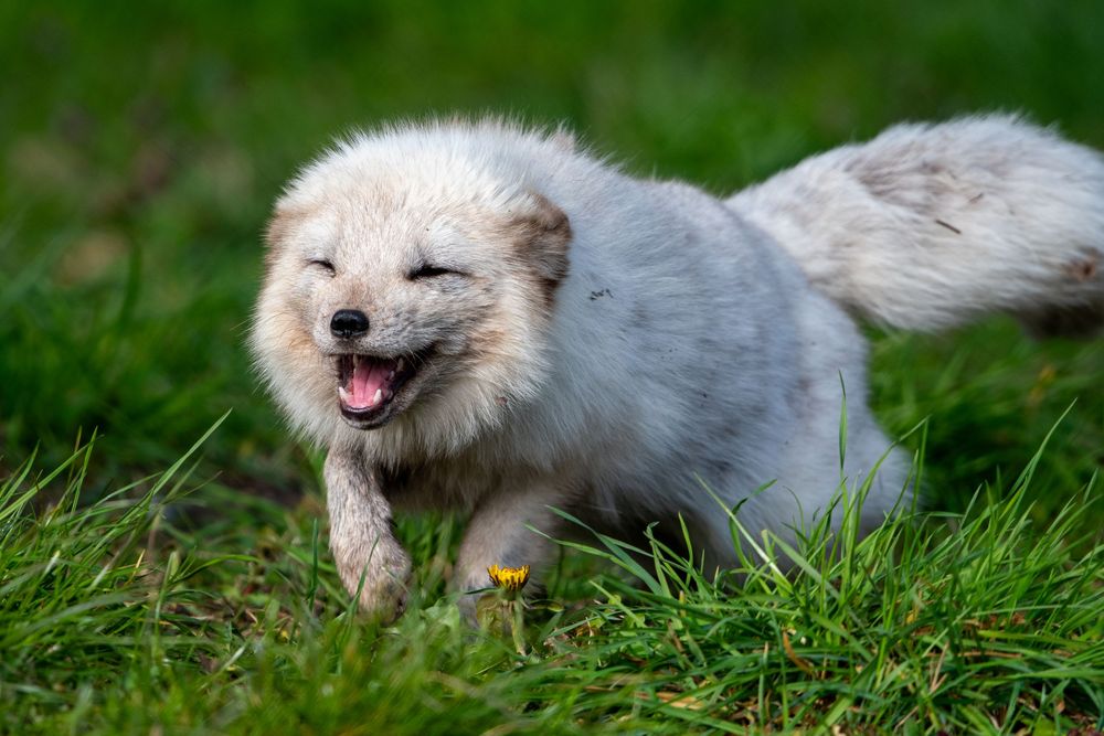 A happy white arctic fox running playfully through bright green grass with mouth open wide.