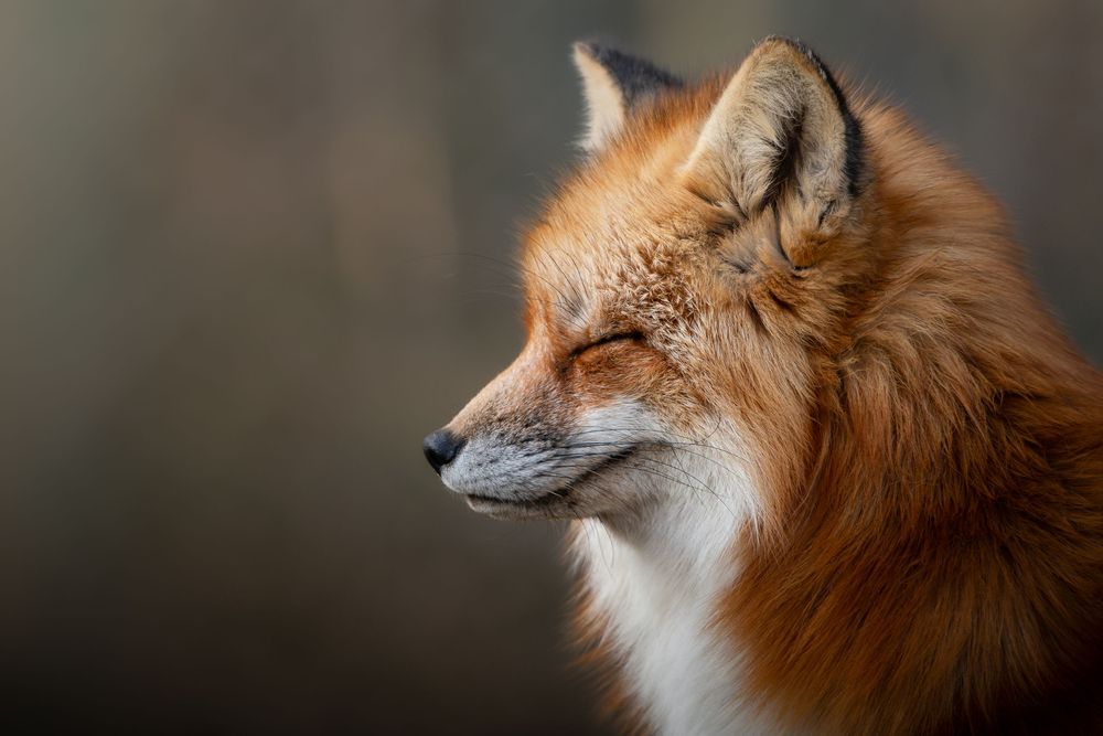 Close-up portrait of a red fox with vibrant orange fur against a soft bokeh background.
