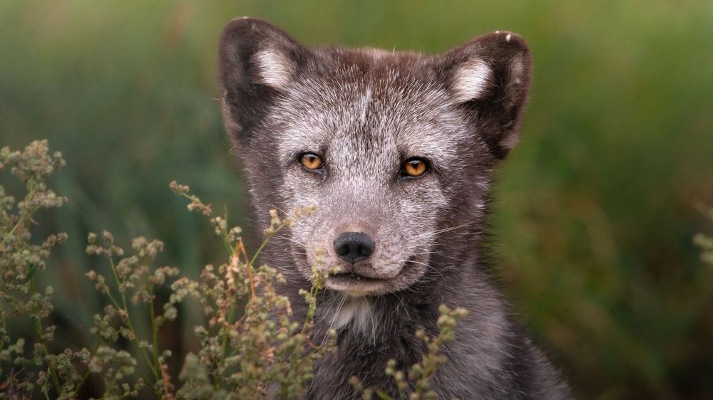 Close-up portrait of an arctic fox with striking amber eyes surrounded by wild green shrubs.