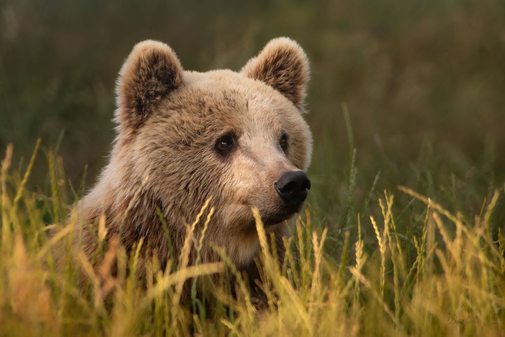 A young brown bear cub peers through tall golden grass in a natural wilderness setting.